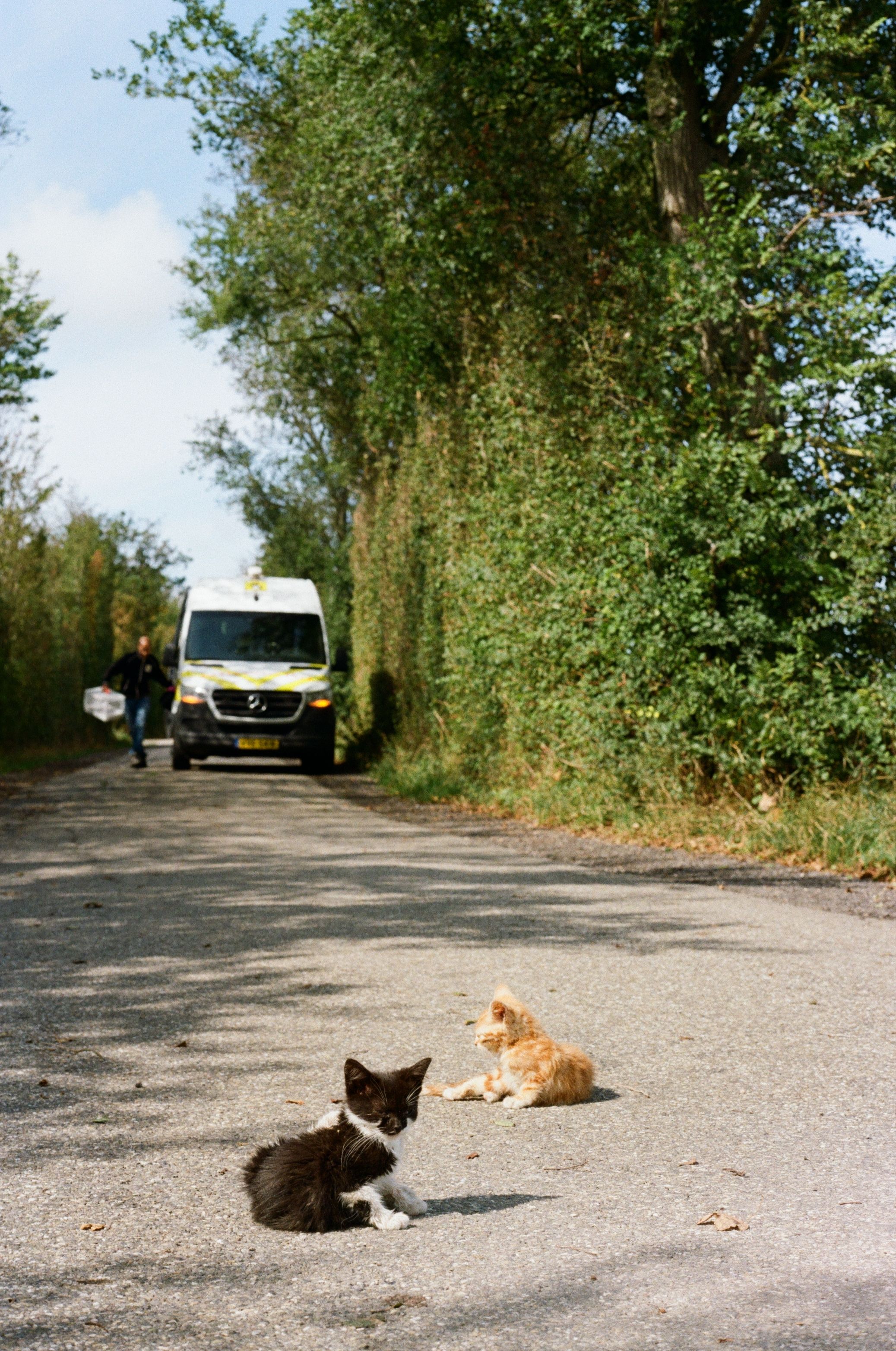 Two domestic cats on a rural road in Zeeland, Netherlands with a van approaching.