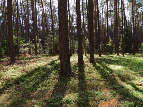 Free A peaceful forest scene with tall pine trees and sunlit shadows on the ground. Stock Photo