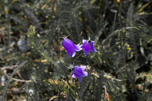 Free Vibrant purple harebell flowers blooming in natural setting, captured in detail. Stock Photo