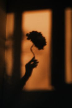 Ethereal shadow of a flower in hand against a warm-lit window, creating a serene and artistic silhouette.