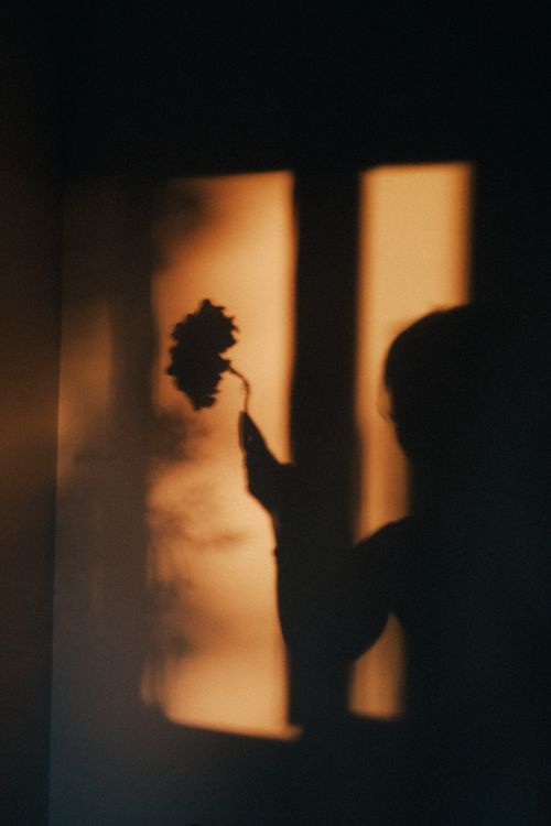 Free Soft silhouette of a person with flower against window, creating a warm, artistic atmosphere. Stock Photo