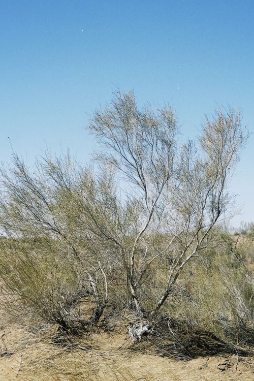 Free A single bush stands against the clear blue sky in the Topar desert landscape. Stock Photo