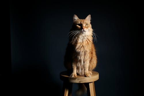 나무 의자의 자에 갈색 고양이