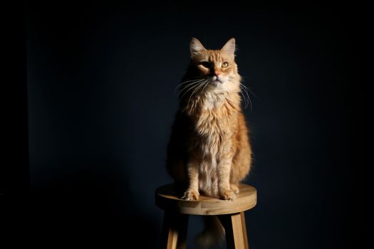 一只橙色的富豪虎斑猫坐在凳子上，背景是黑暗的工作室