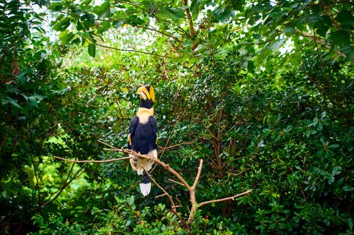 Free A vibrant Oriental Pied Hornbill perched on a branch in a lush forest setting, captured in Shanghai, China. Stock Photo