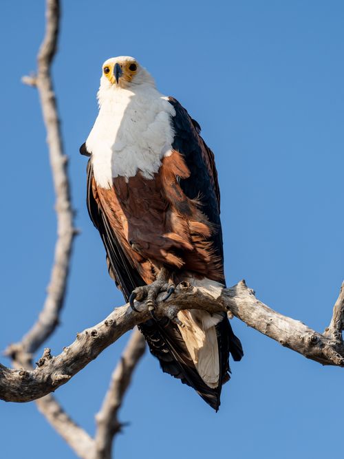 Free A striking African Fish Eagle perched on a tree against a clear blue sky. Stock Photo