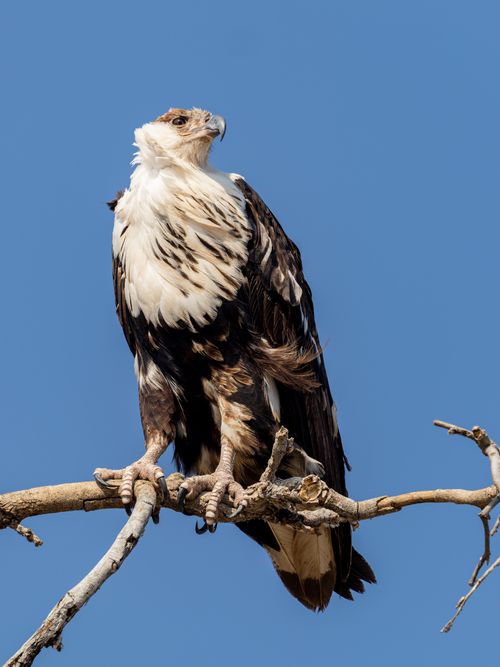 Free A majestic eagle perches on a tree branch, showcasing its intricate plumage against a clear blue sky. Stock Photo