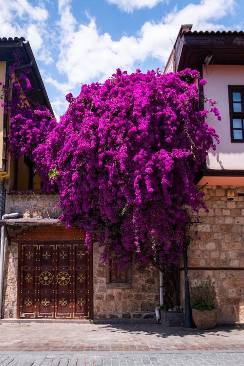 Free A stunning magenta bougainvillea blooms over a rustic stone house facade under a bright blue sky. Stock Photo
