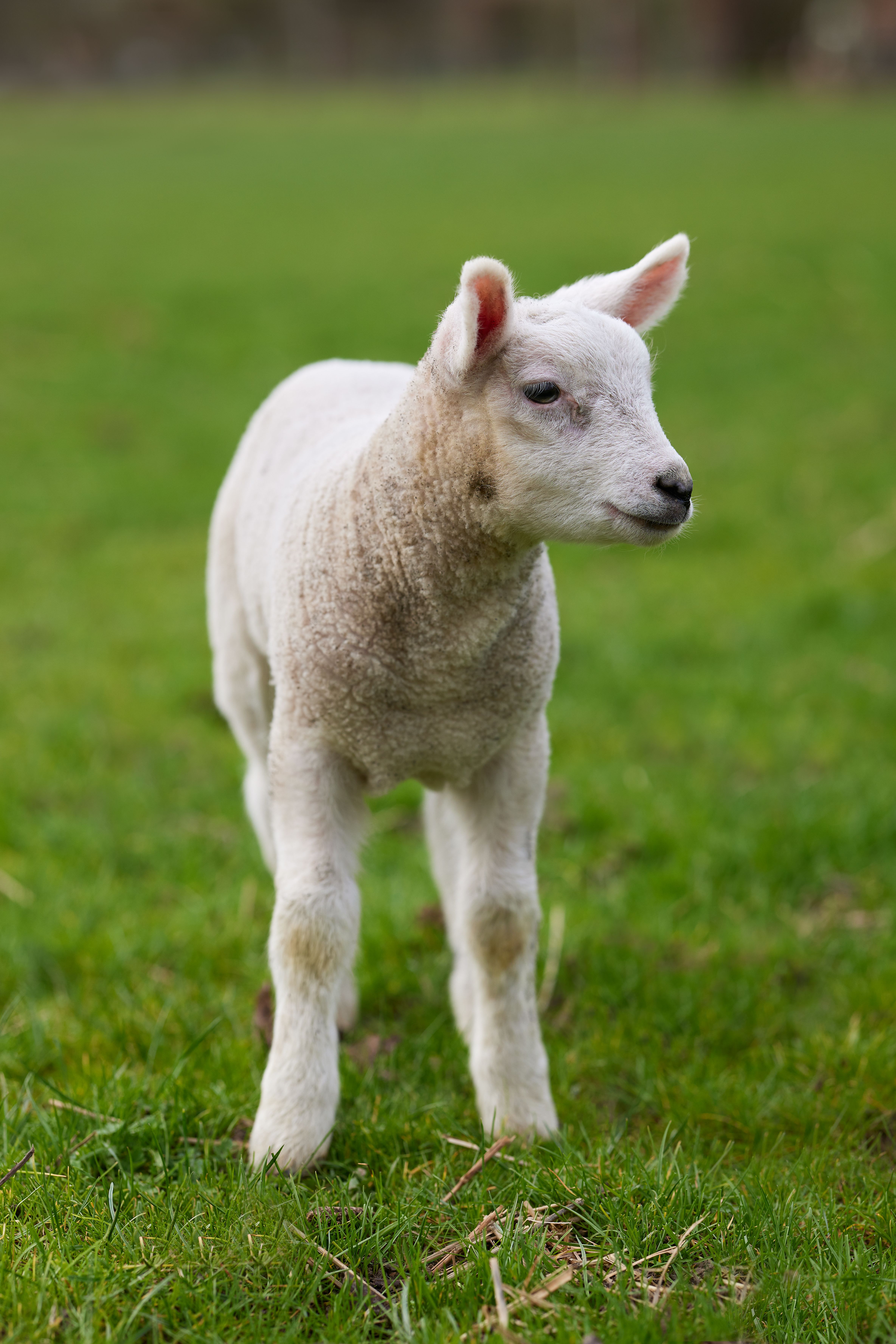 A cute lamb stands peacefully in a lush green field, symbolizing new life in spring.