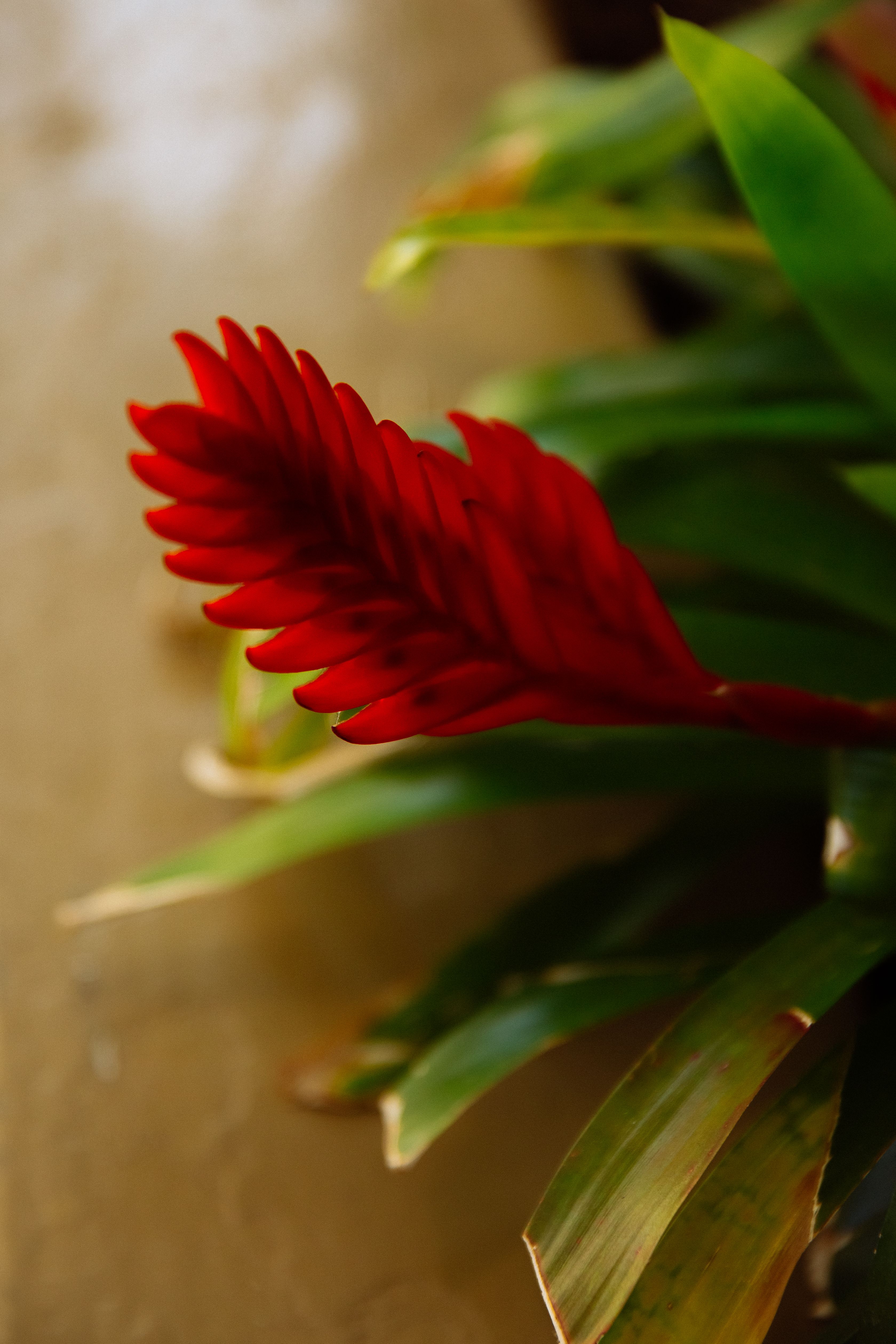 Fotomural Primer plano de una llamativa flor roja con exuberantes hojas verdes.