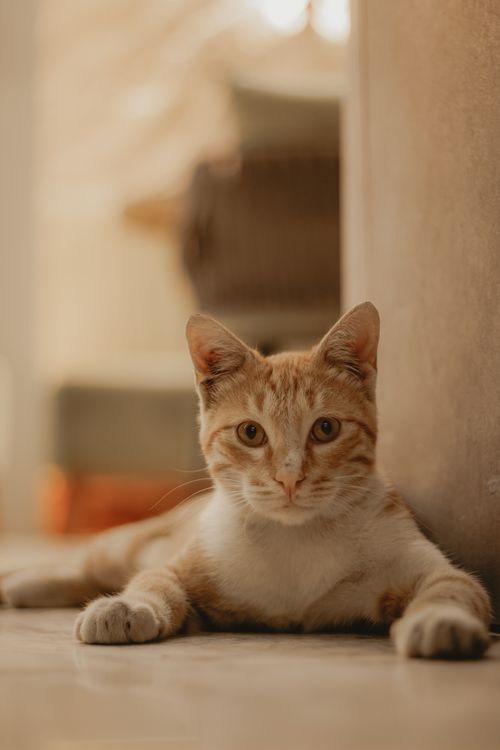 Free Charming tabby cat lying calmly indoors, adding a cozy and calm ambiance. Stock Photo
