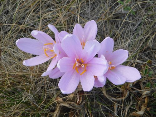 Free Vibrant pink autumn crocus flowers bloom in a dry grass setting, showcasing nature's beauty. Stock Photo