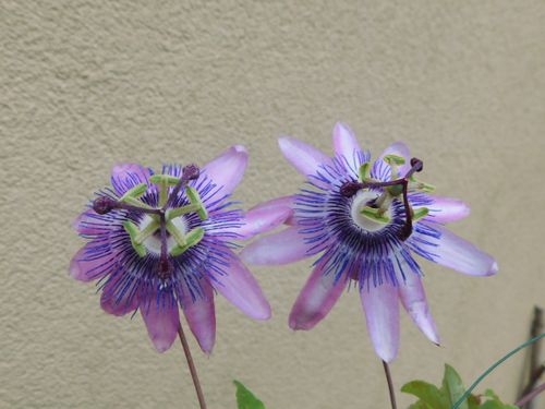 Free A detailed view of beautiful purple passion flowers showcasing intricate patterns. Stock Photo