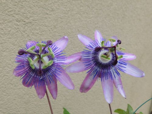 Free Close-up of two beautiful purple passion flowers with intricate details and vibrant colors. Stock Photo