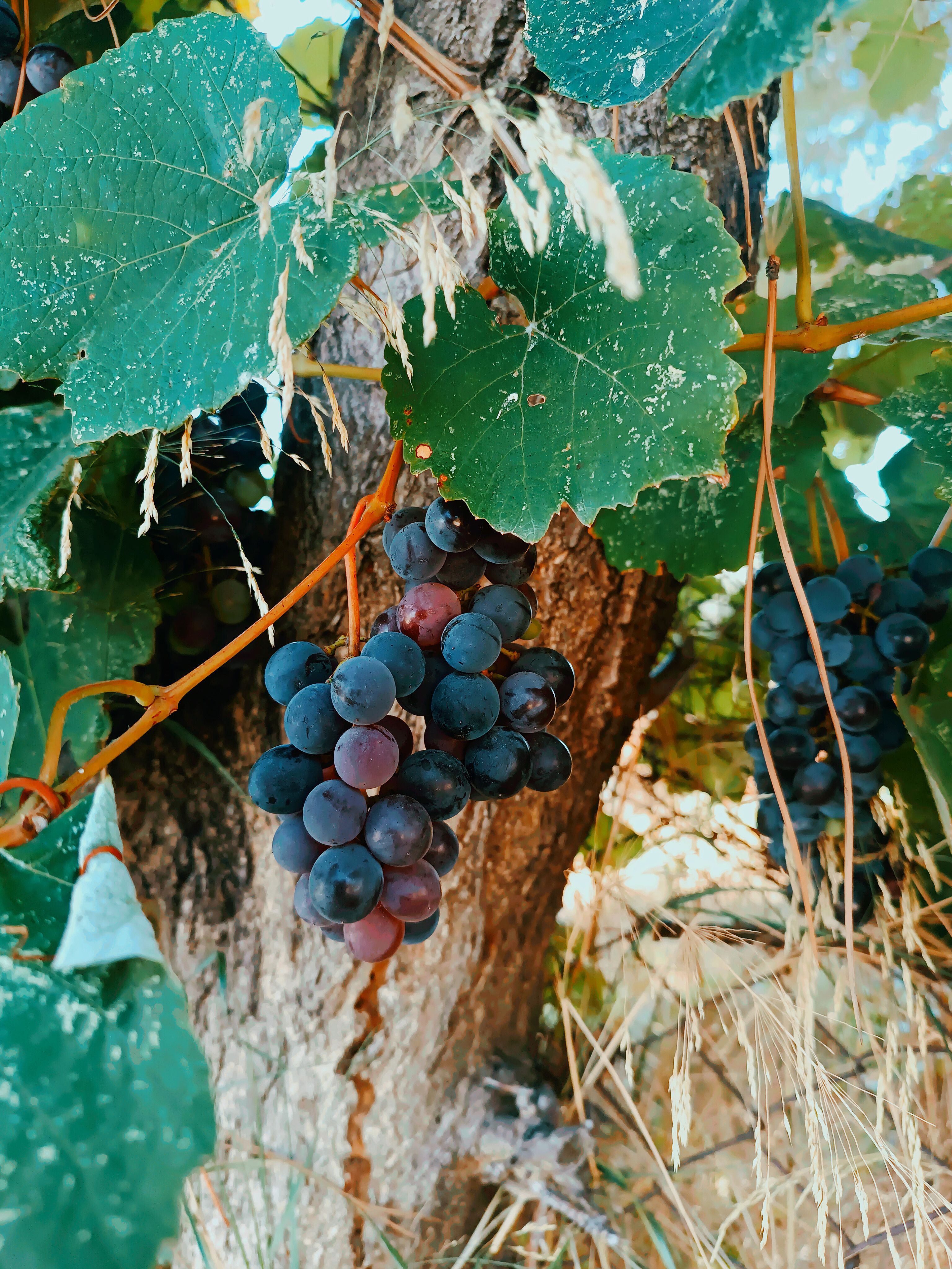 Close-up of ripe Concord grapes surrounded by lush green leaves in a vineyard.