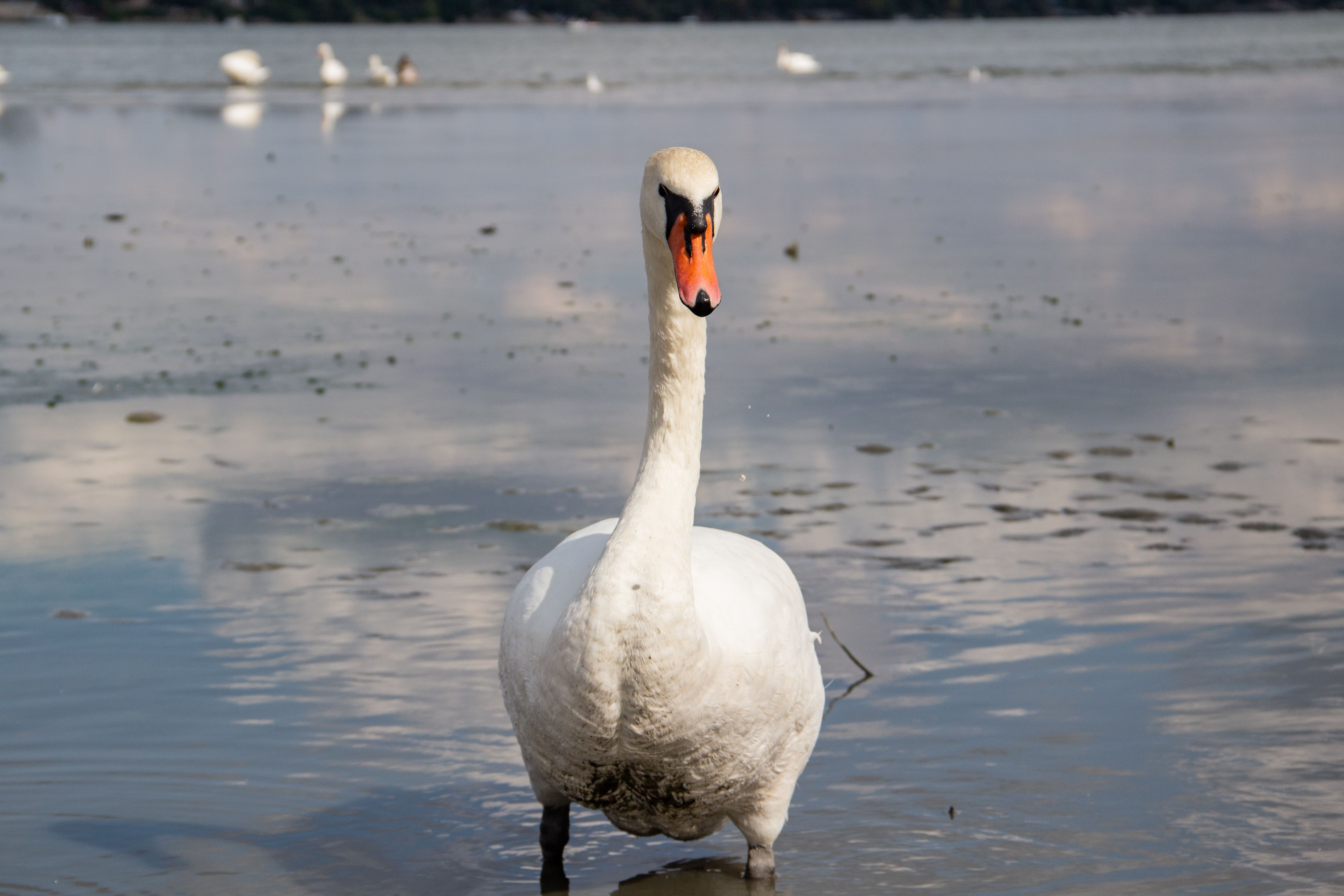 Elegant swan wading in the Danube River in Belgrade, Serbia.