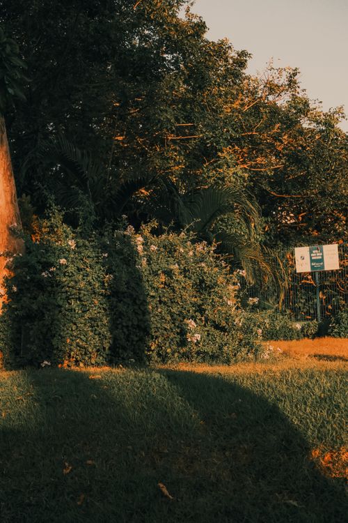 Free A serene sunlit garden with lush plants, creating gentle shadows on the lawn. Stock Photo