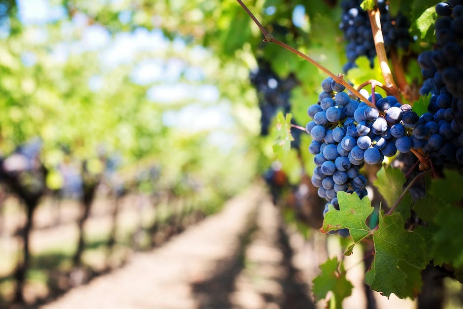 Blaubeere mit grünen Blättern tagsüber