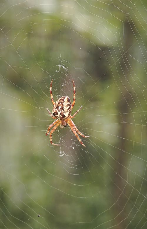 Free Detailed shot of a European garden spider on its web, showcasing intricate patterns. Stock Photo