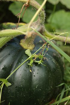 Detailed view of a green pumpkin with surrounding foliage in a garden.