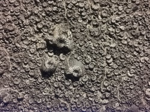 Free Detailed view of numerous ammonite fossils embedded in rock, showcasing intricate shell patterns. Stock Photo
