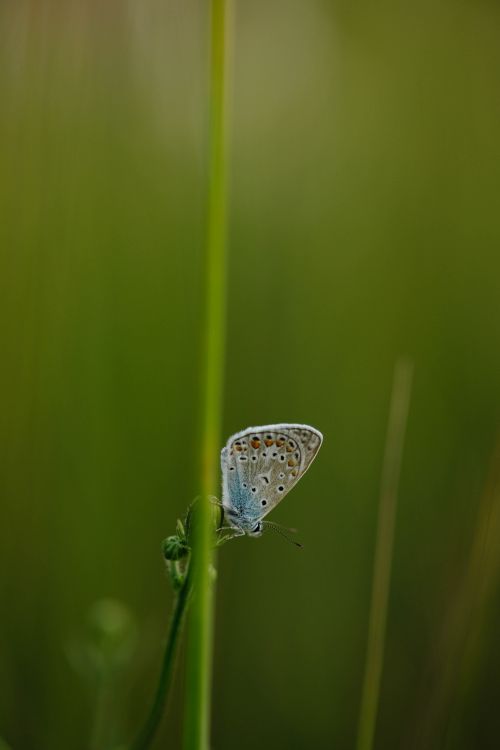 Free Detailed shot of a butterfly perched on a slender grass blade in natural setting. Stock Photo