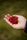 berry