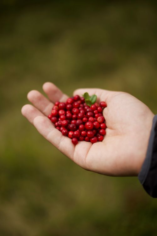 Free A close-up of a hand holding fresh red lingonberries, perfect for nature themes. Stock Photo