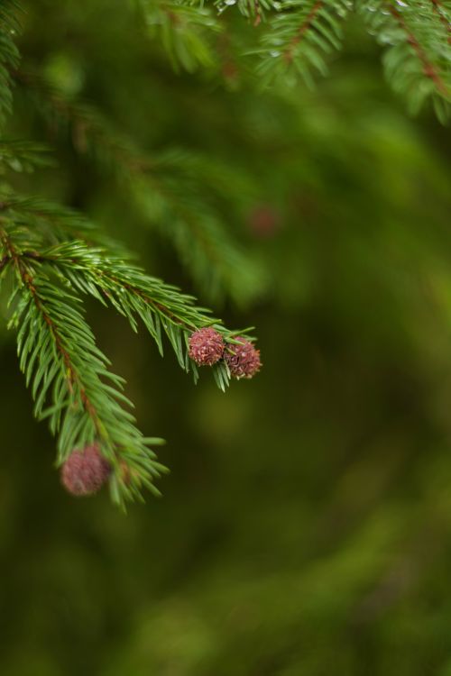 Free Detailed view of pine branch with fresh buds highlighting spring growth. Stock Photo