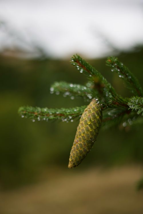 Free Pine cone on an evergreen branch covered in morning dew. Perfect for nature themes. Stock Photo