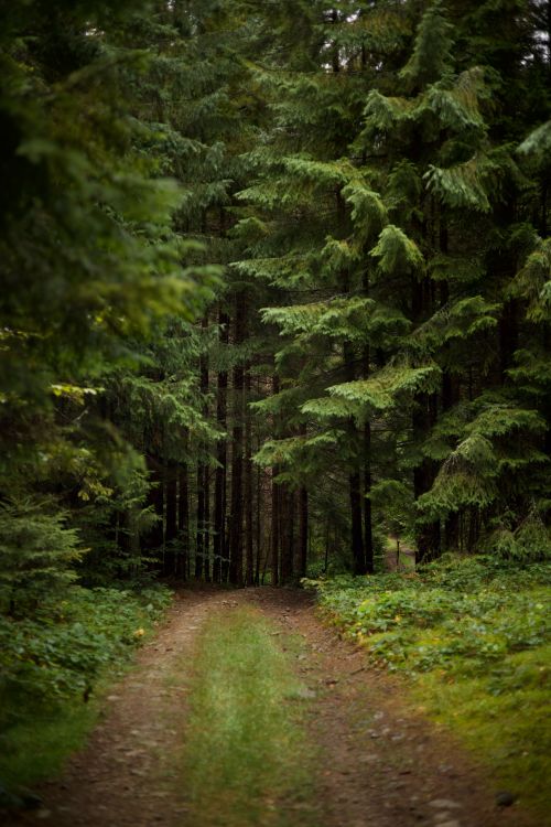 Free Tranquil forest pathway enveloped by lush greenery and tall trees. Stock Photo