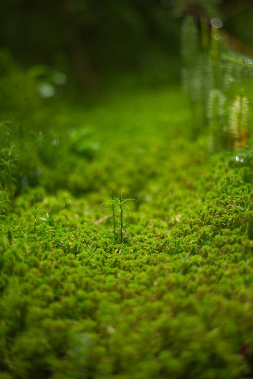 Free Vibrant close-up of lush green moss featuring a small sapling in focus, symbolizing growth. Stock Photo