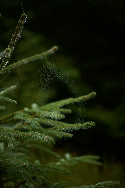 Free A delicate spider web with dewdrops on a pine tree branch, set against a dark, moody forest background. Stock Photo