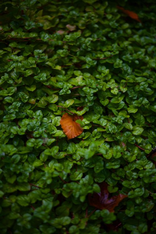 Free Vivid autumn leaf stands out against lush green foliage, symbolizing change. Stock Photo