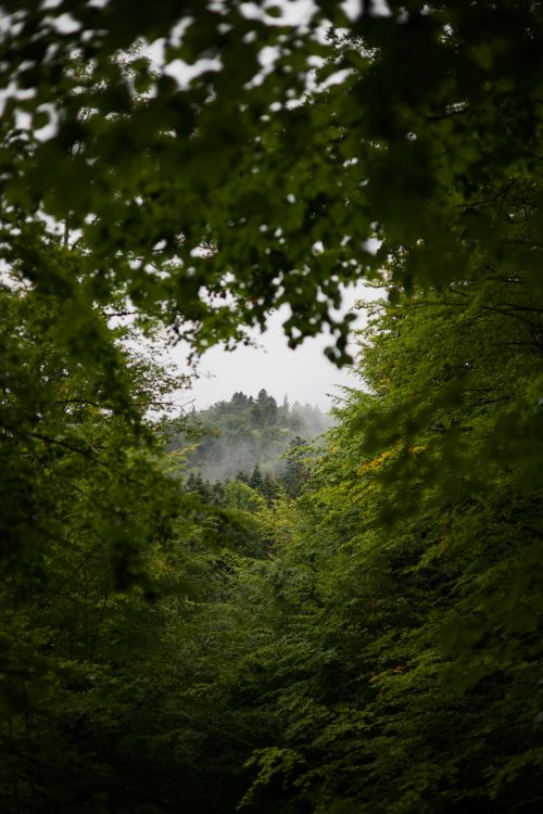 Free Lush green forest landscape with misty mountain backdrop, creating a tranquil and serene atmosphere. Stock Photo