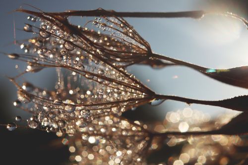 Free Close-up of a seedhead covered with dew drops glistening in sunlight, evoking a serene natural beauty. Stock Photo