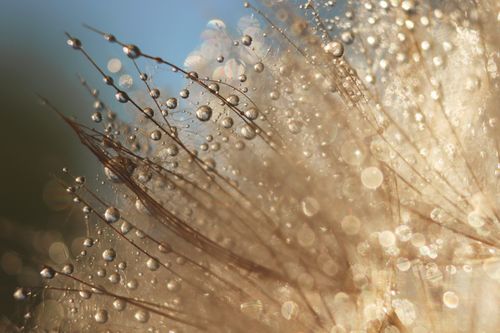 Free Macro shot of a dandelion seed head covered in morning dew, creating a bokeh effect. Stock Photo