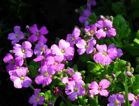 Close-up of vibrant purple Aubrieta flowers in full bloom during springtime outdoors.