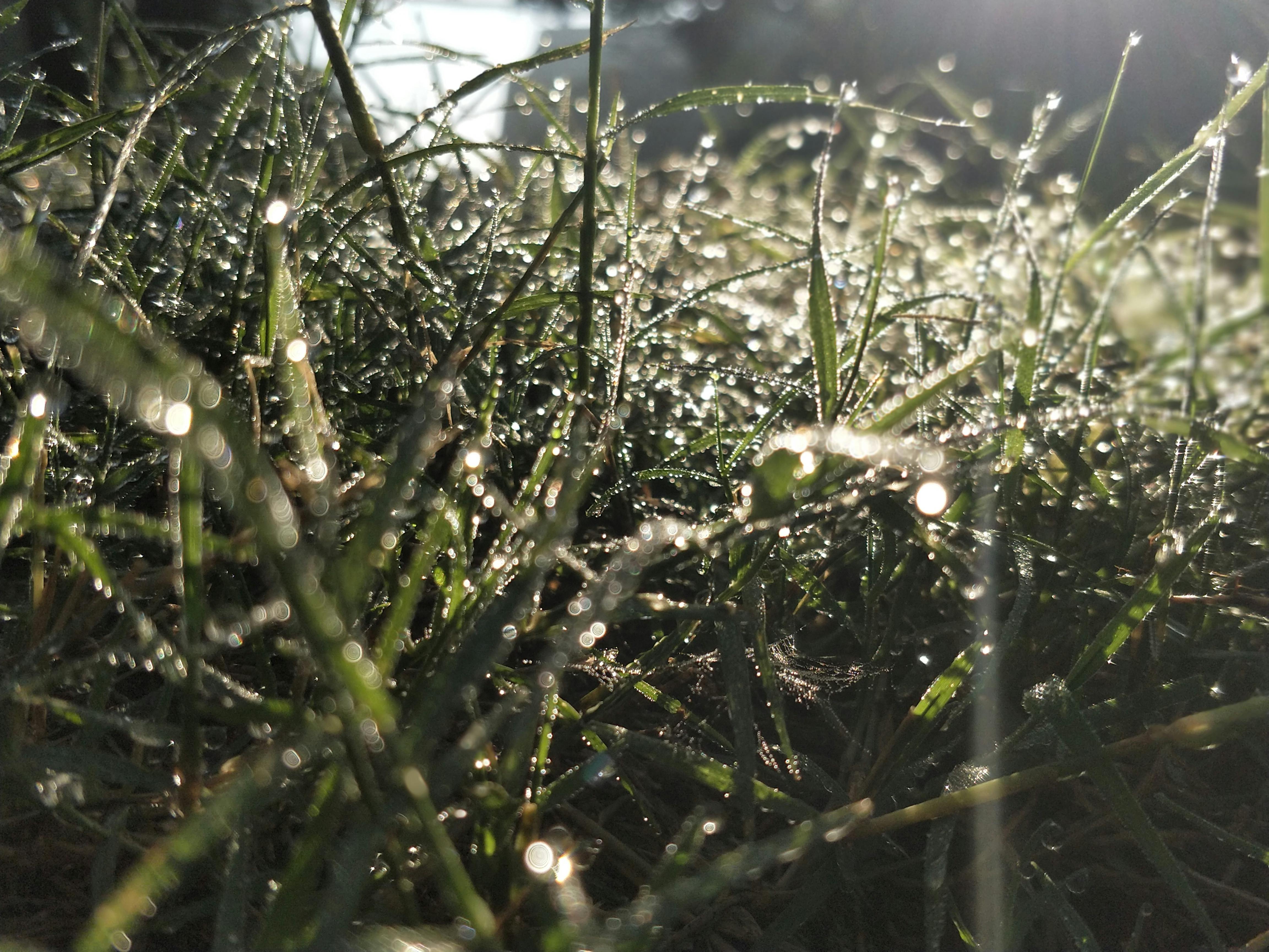 Free stock photo of blade of grass, blades of grass, early morning