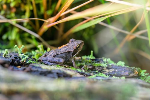 Free A detailed shot of a brown frog camouflaged among green moss and foliage. Stock Photo