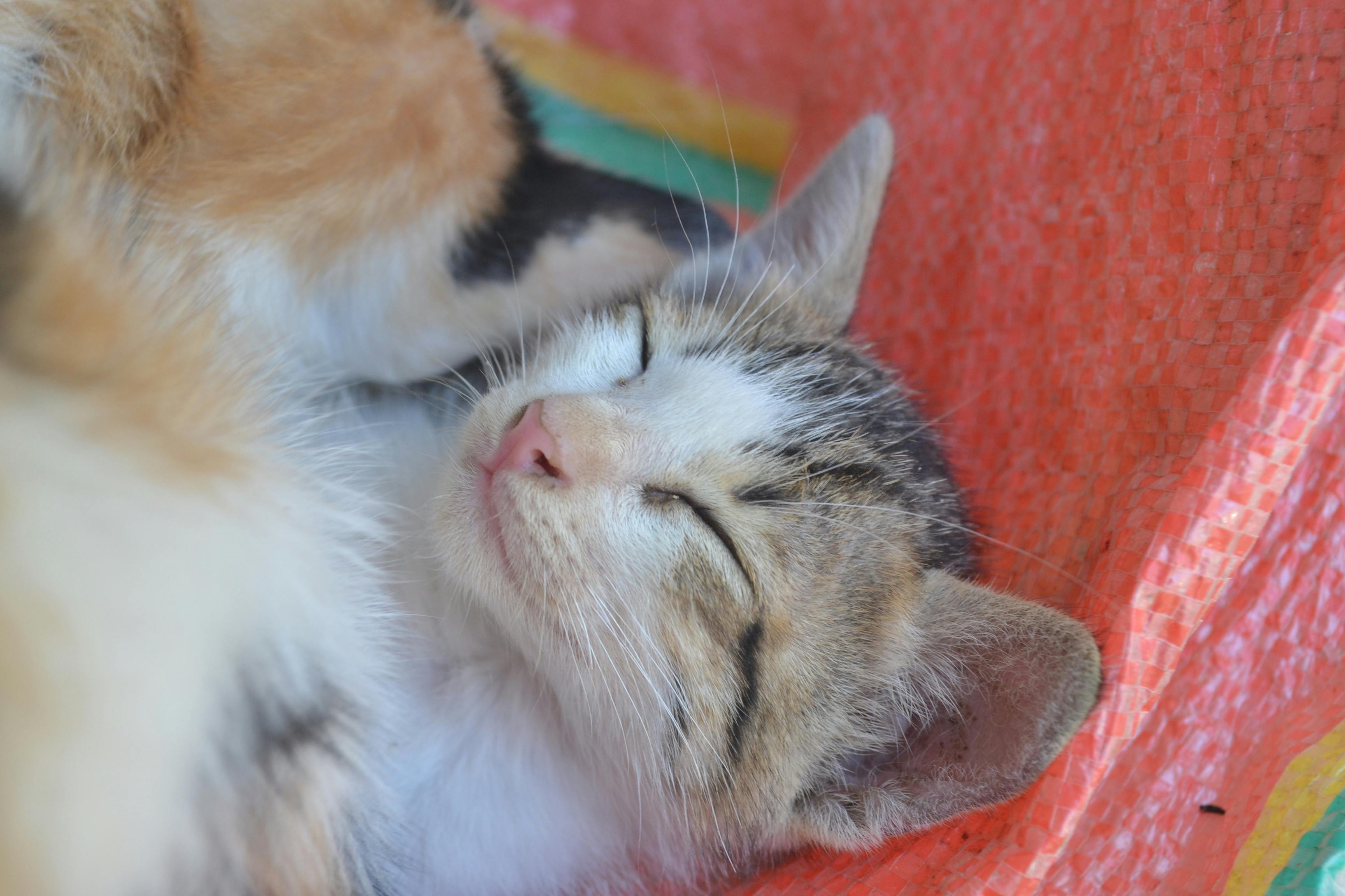 Difference Between Litter Robot 3 And Litter Robot 4 Difference