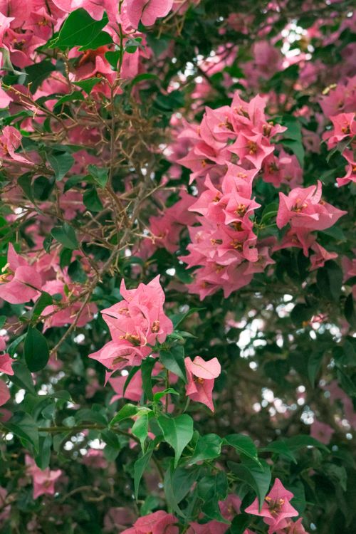 Free Lush pink bougainvillea flowers in full bloom, perfect for nature and floral themes. Stock Photo
