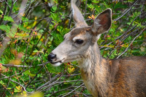 Free Close-up of a mule deer amidst vibrant greenery in Washington, USA. Stock Photo