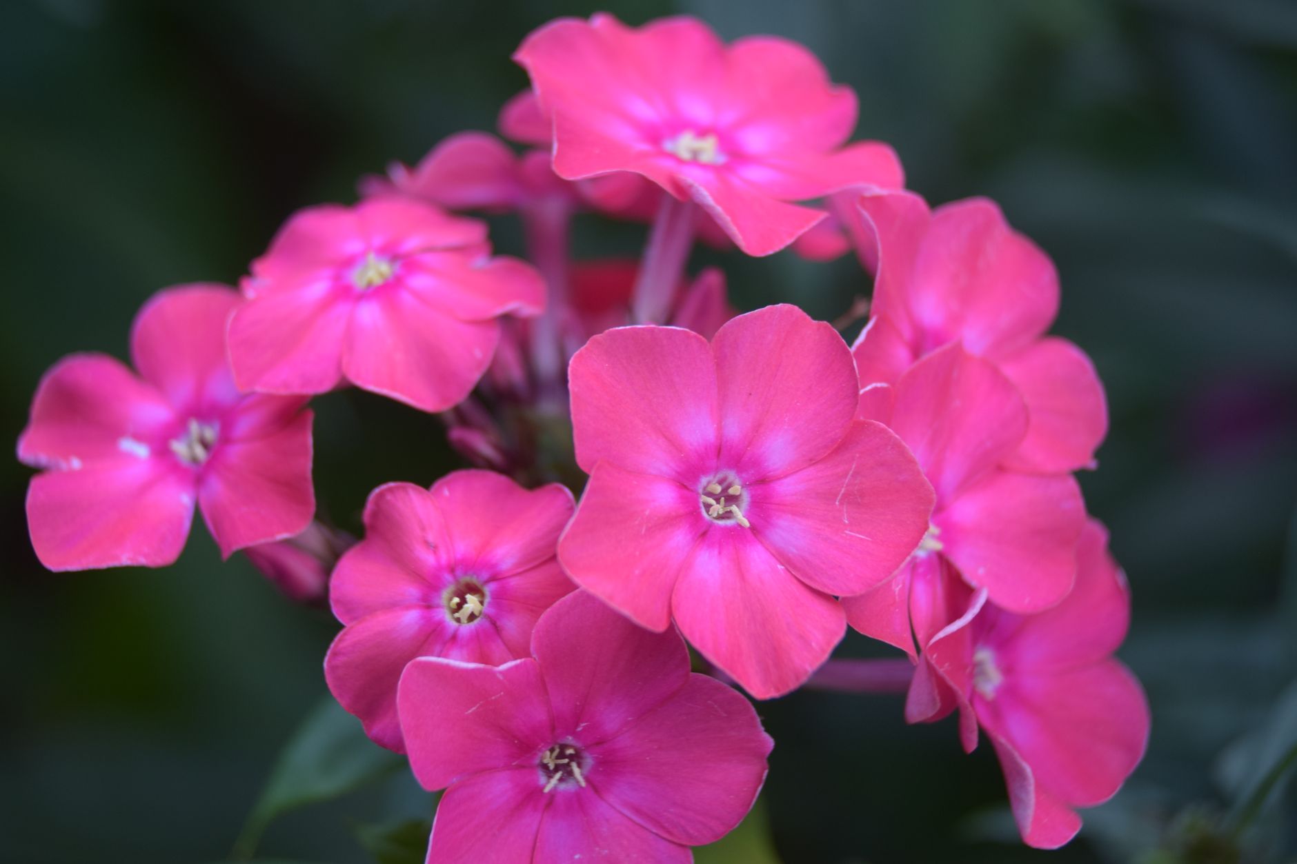 Phlox Mix Seeds