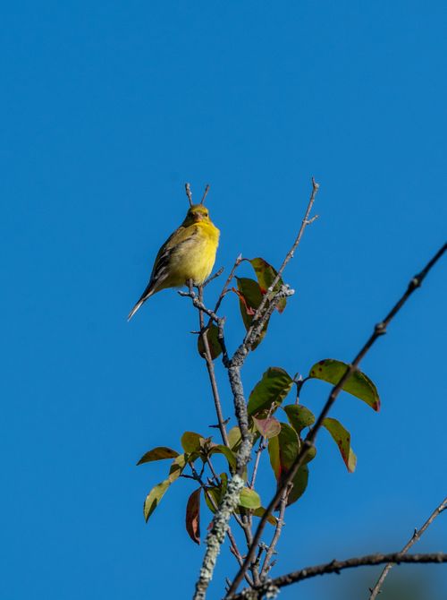 Free A bright yellow finch perched on a branch with a clear blue sky backdrop. Stock Photo