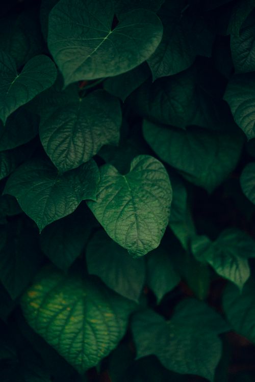 Free Close-up of lush heart-shaped green leaves forming dense foliage Stock Photo