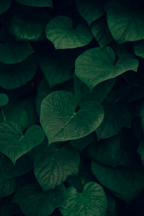 Free Lush heart-shaped leaves in an outdoor green foliage setting, creating a cohesive natural pattern. Stock Photo