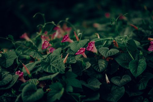 Free An atmospheric photo of pink morning glory flowers surrounded by lush green leaves. Stock Photo