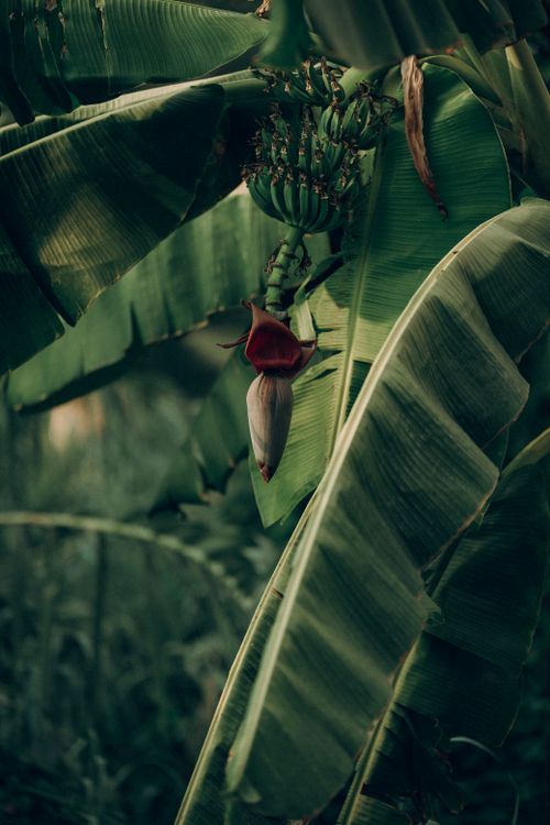 Free Close-up of banana plant with fruit and flower in a tropical setting. Stock Photo