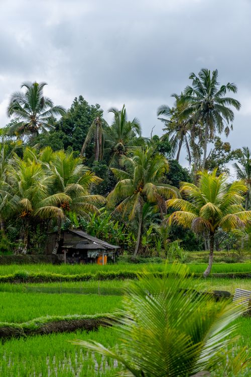 Free A vibrant tropical scene featuring lush rice paddies and towering palm trees under a cloudy sky. Stock Photo